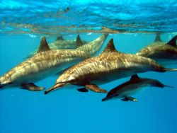 dolphins red sea by Terry Humm 